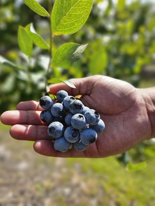 Bulltown Berry Farm