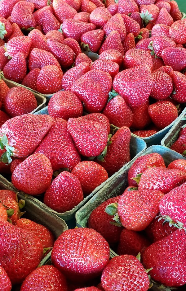 Manfredi Farms