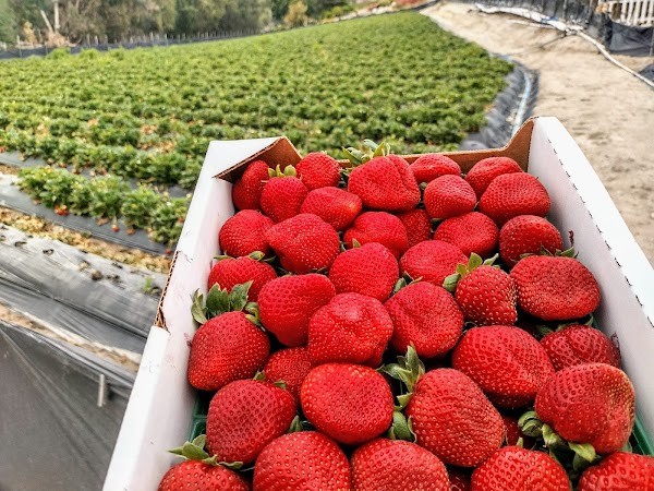 Williamson Strawberries