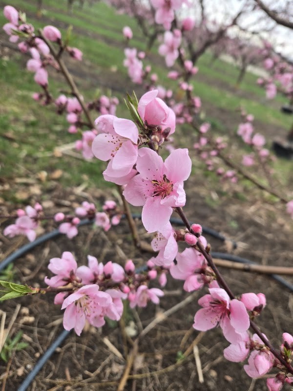 Gem Orchards - Stand #1