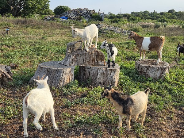 Simmons Family Farm
