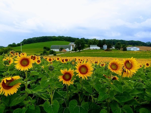Gwenyn Hill Farm