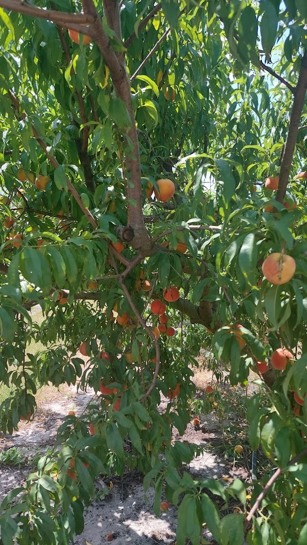 Grahams U Pick Peaches