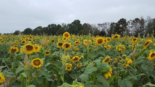Wise Family Farm