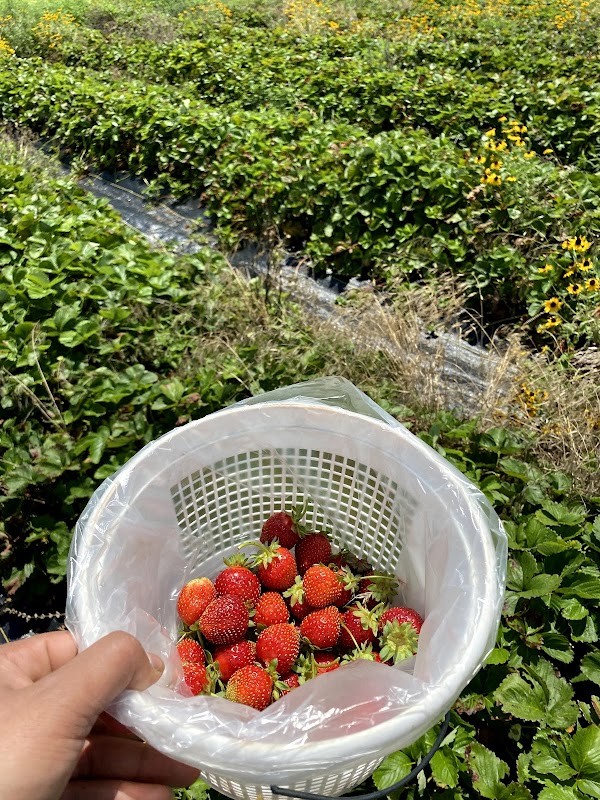 Buffalo Creek Berry Farm