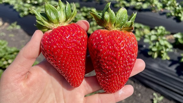 Blue House Farm Strawberry U-Pick and Farmstand