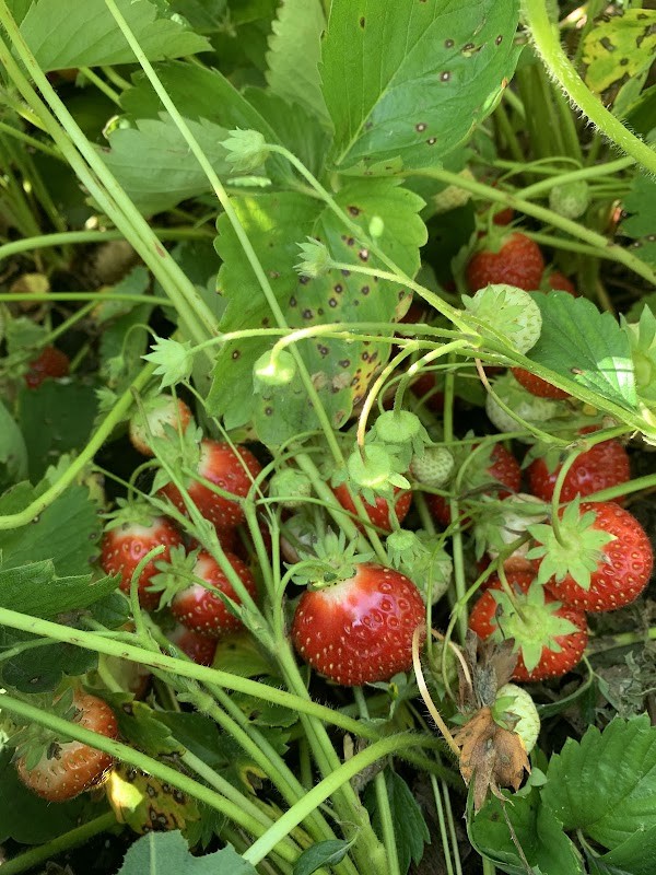 Red Hen Farm And Orchard