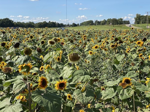 The Patch on 37 (Lynd Fruit Farm)