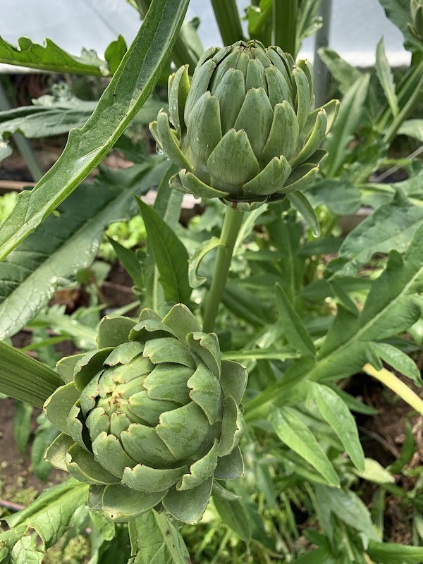 Longnook Meadows Farm, LLC