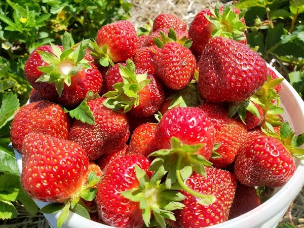 Carter's Red Wagon Farm