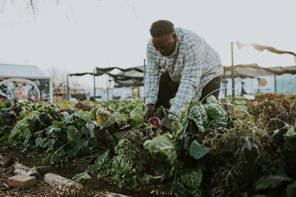 Bonton Farms