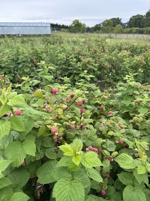 Brambling Rows Farm