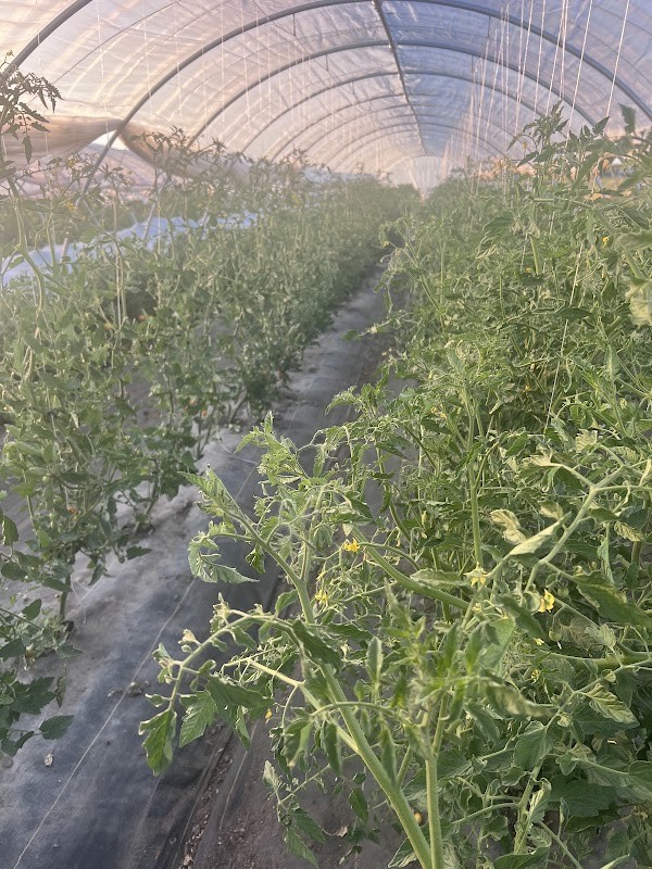 SweetRoot Farm