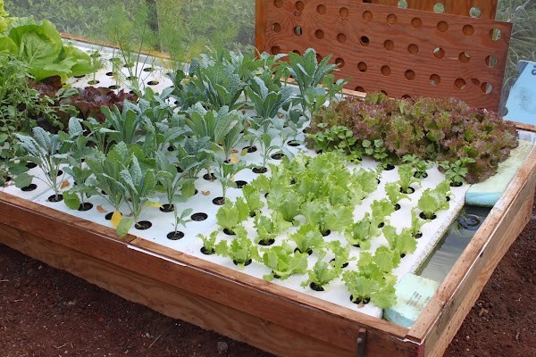 Paradise Meadows Orchard and Bee Farm, Home of Hawaii's Local Buzz