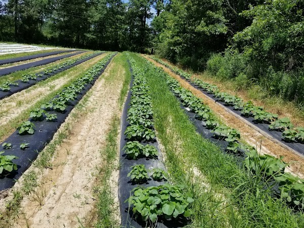 Foot Print Farms