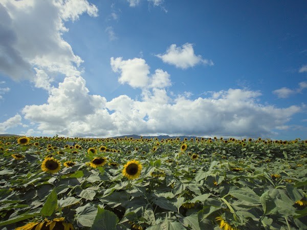 Aloun Farms, Inc.
