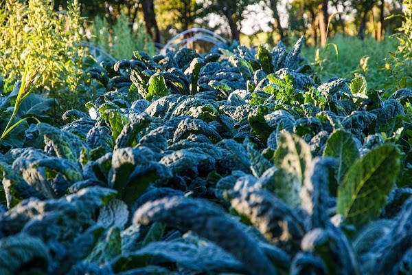 FORAGER FARM