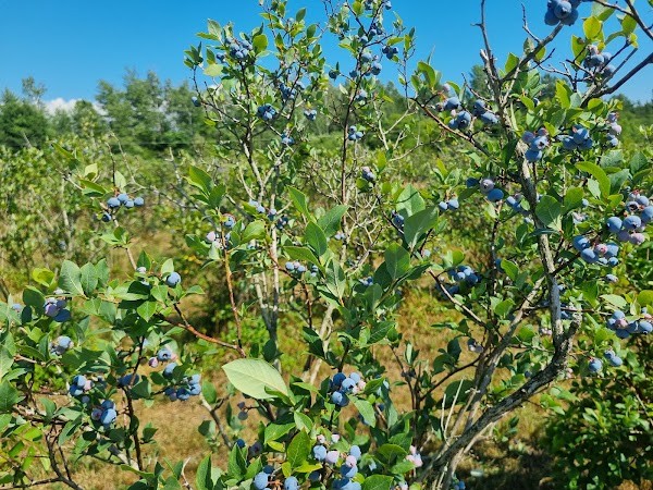 Bisacky Farms