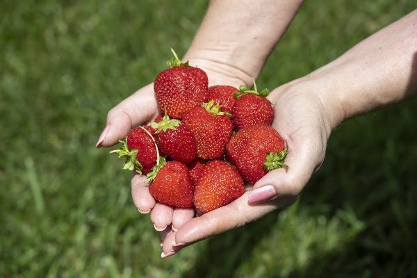 Country Road Berries LLC