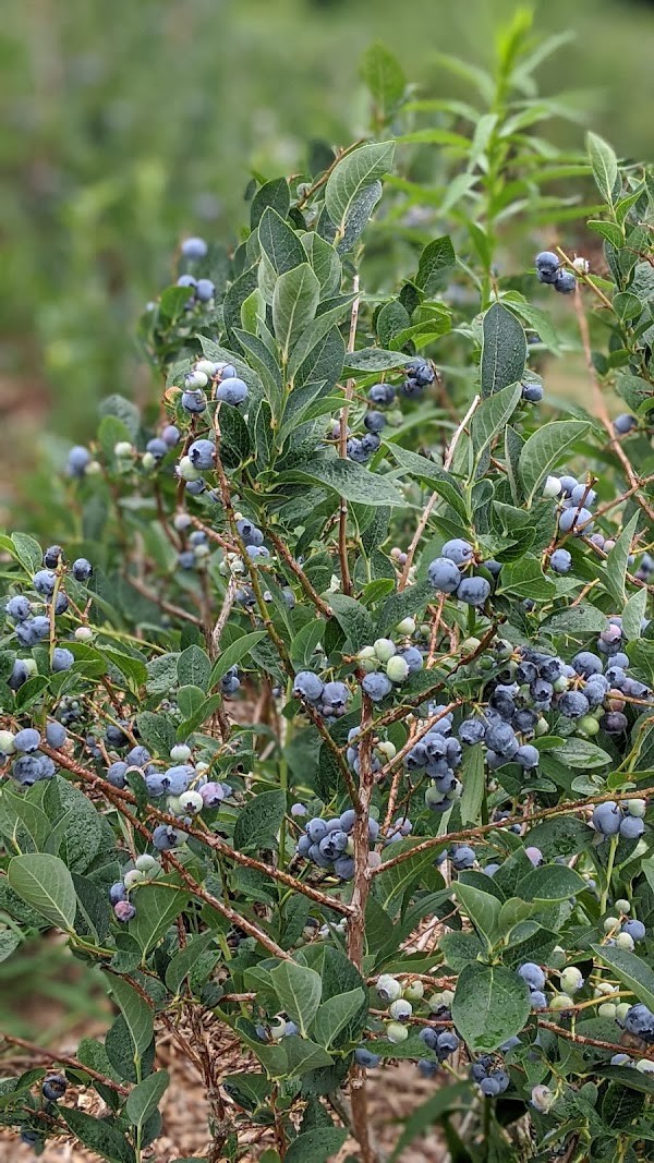 Lavoies Farm