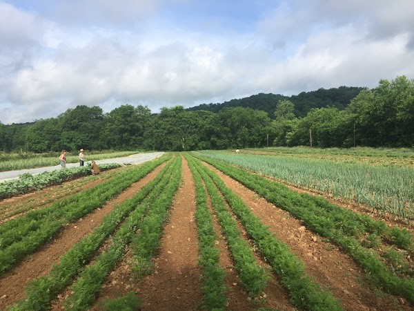 Bells Bend Farms