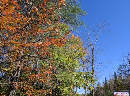 levesque's organic farm