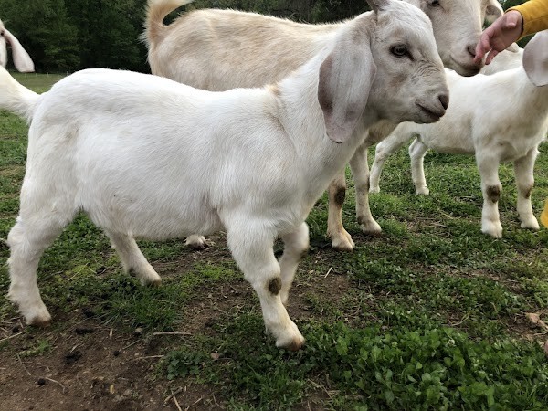 Moore's Family Farm