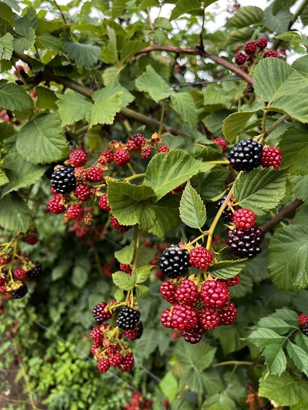 Thierbach Orchards & Berry Farm