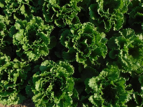 Brix Bounty Farm