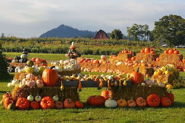Hedlin’s Family Farm