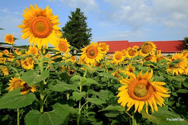 Batey Farms