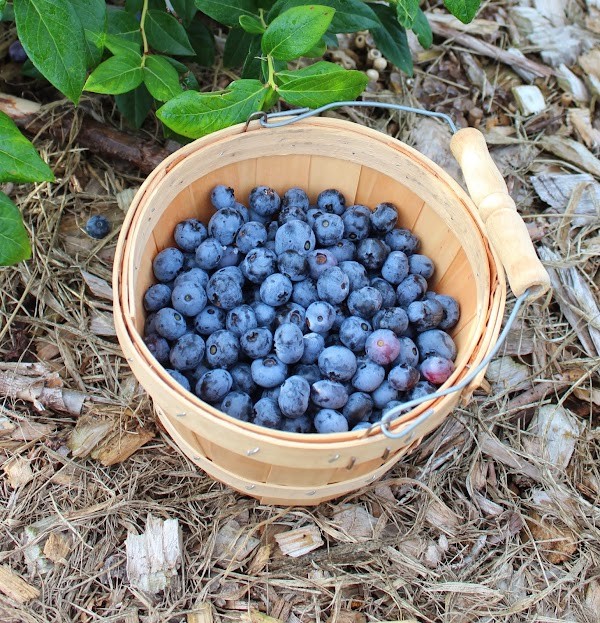 Little Hill Berry Farm