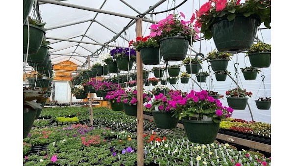 Thompson Produce & Greenhouse