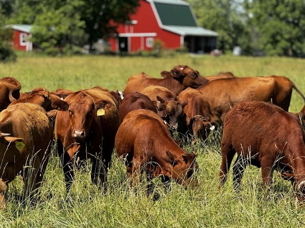 Tyner Pond Farm - Grass Fed Beef