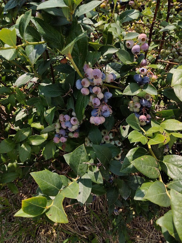 John & Linda's Fruit and Berry Farm