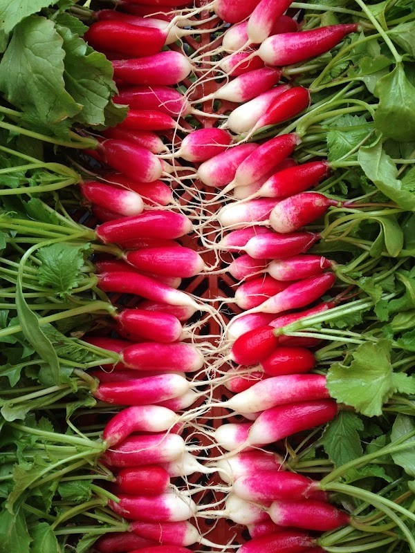 Red Wagon Farm