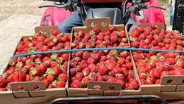 The Berry Ranch
