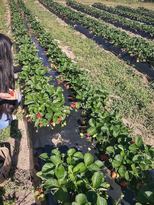Barefoot Farms