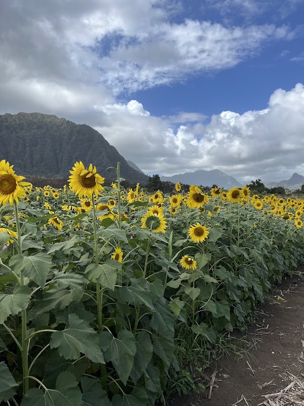 Waimānalo Country Farms