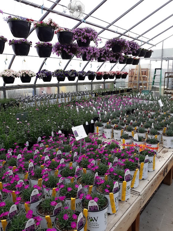 Pine Lane Nursery