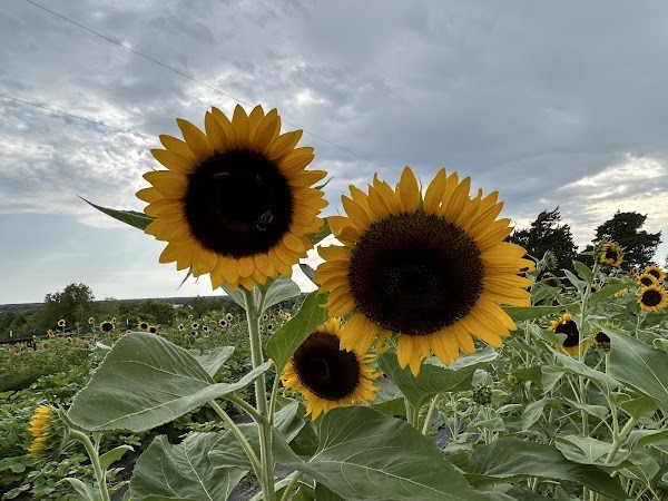 Ruzycki Farms