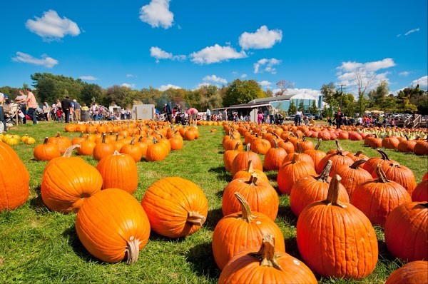 Harvest Moon Farm & Orchard