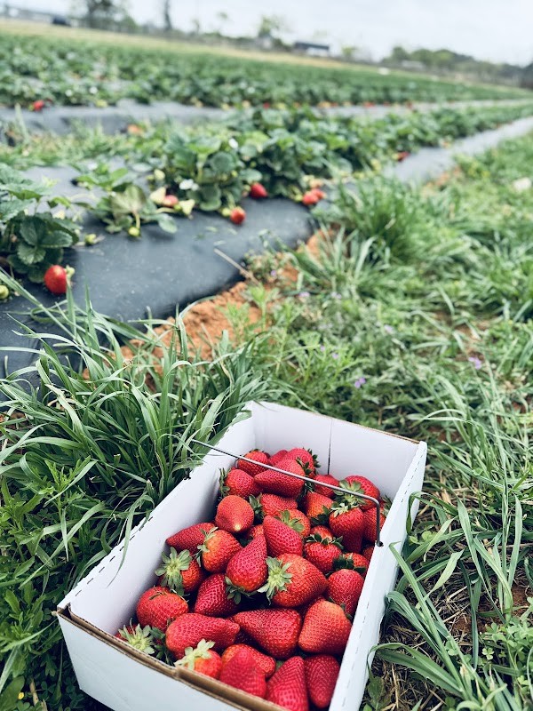 Jenschke Orchards