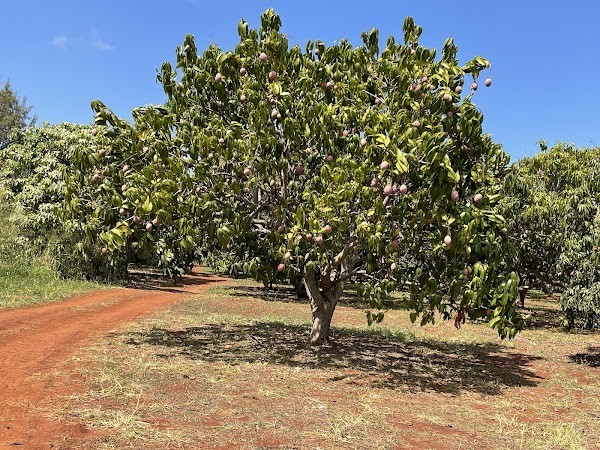 International Fruit Stand