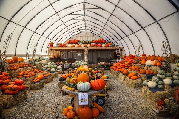 T&C Farms - Pumpkin Patch