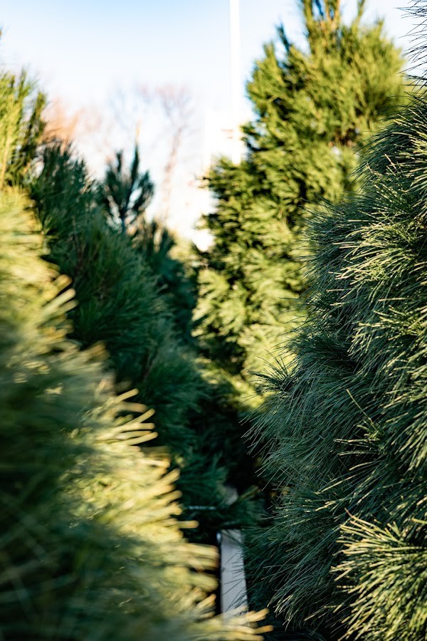 Country Apple Orchard & Christmas Tree Farm