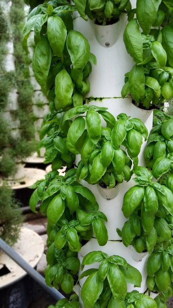 Scissortail Farms