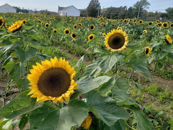 Schmitt's Farm Stand on Sound
