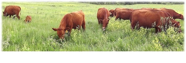 DS Family Farm