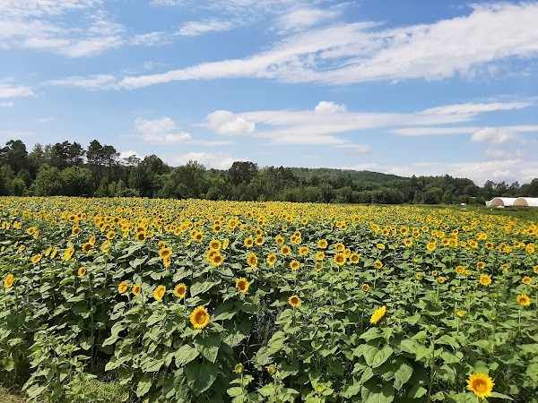Brookford Farm